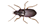 Ground Beetle