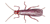 Stonefly
