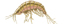 Amphipod