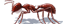 Harvester Ant