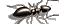 Odorous House Ant