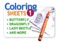 Free simple bug activities: Coloring sheets