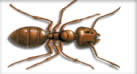 Illustration of an ant.