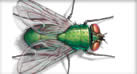 Illustration of a fly.