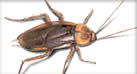 Illustration of a cockroach.