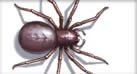 Illustration of a spider.