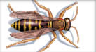Illustration of a wasp.